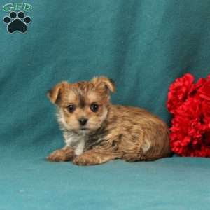 Xander, Morkie / Yorktese Puppy